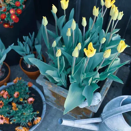 Chalet Tulpenhuys